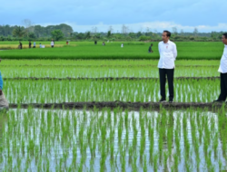 Aktivis Papua Menuntut Dihentikannya Proyek Satu Juta Hektar Sawah di Merauke