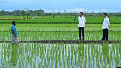 Aktivis Papua Menuntut Dihentikannya Proyek Satu Juta Hektar Sawah di Merauke